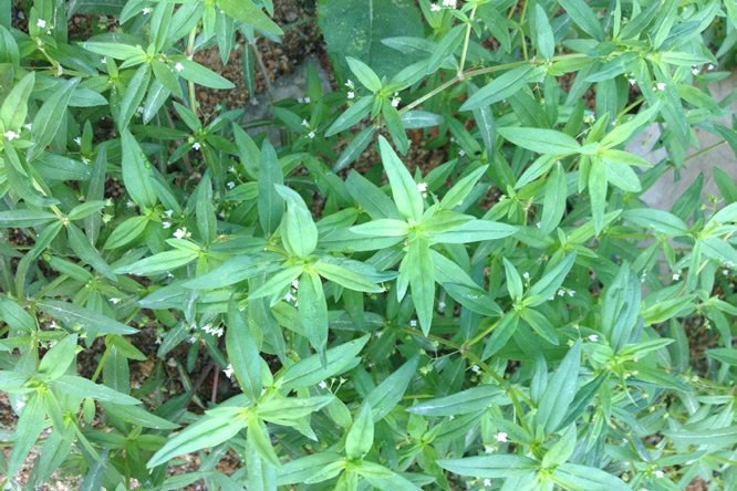 白花蛇舌草 - 图片3