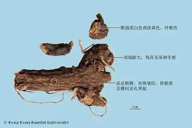 京大戟 - 图片2