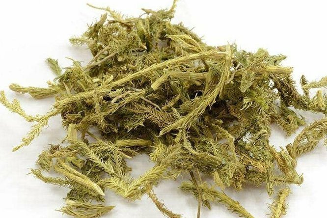 伸筋草 - 图片2