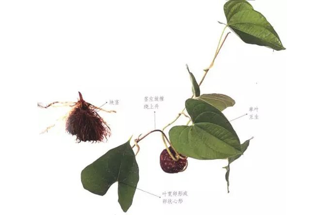 黄药子 - 图片2