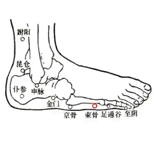 束骨 - 图片1