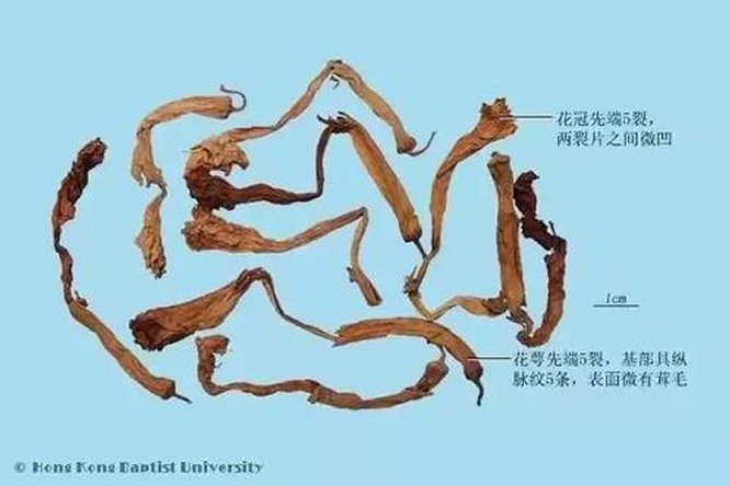 洋金花 - 图片2