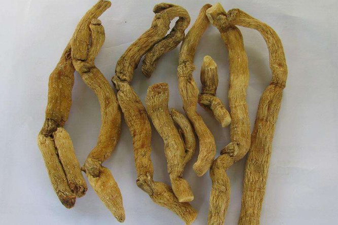 玉竹 - 图片2