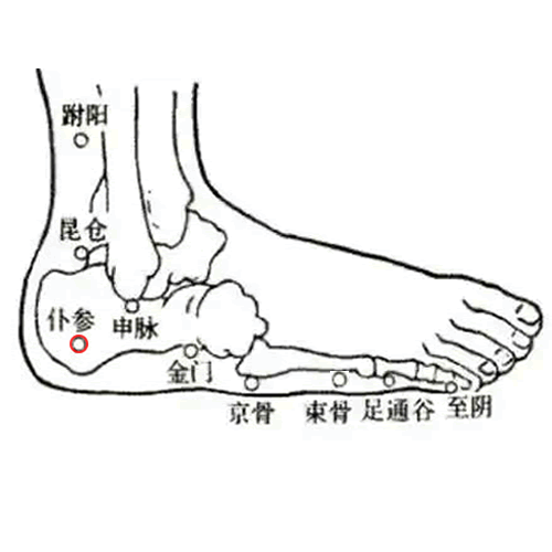 仆参 - 图片1