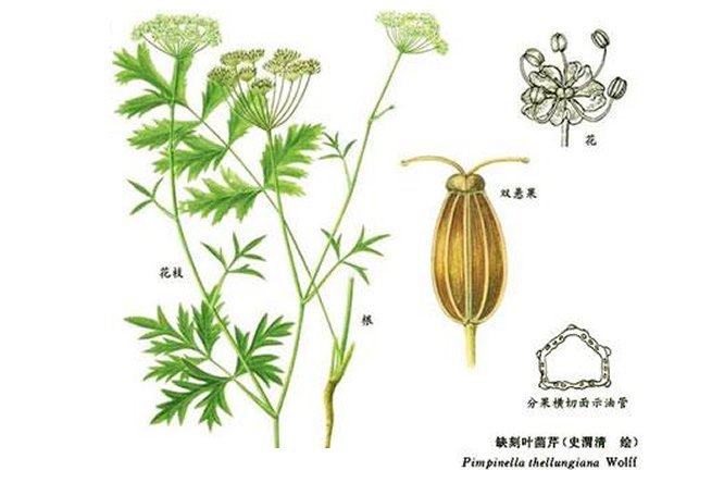 羊红膻 - 图片2