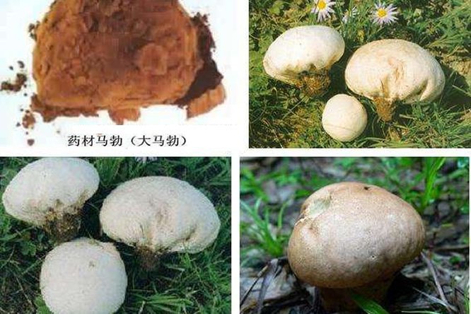 马勃 - 图片3