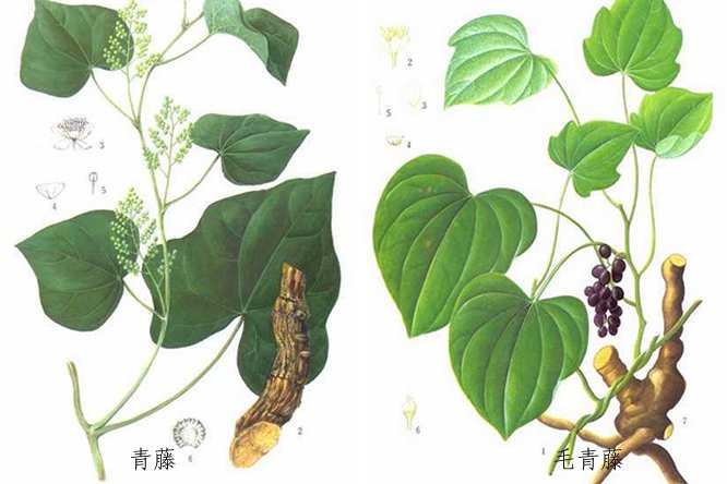 青风藤 - 图片3