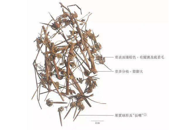 老鹳草 - 图片2