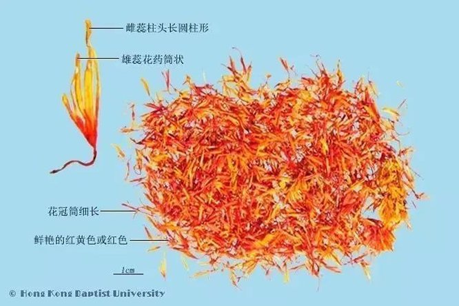 红花 - 图片2