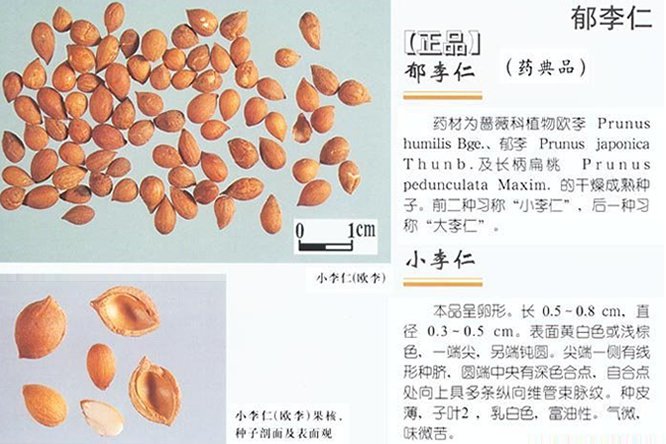 郁李仁 - 图片2
