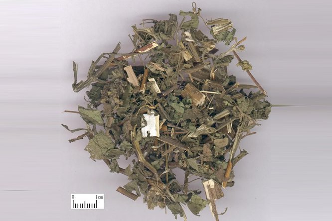 豨莶草 - 图片1