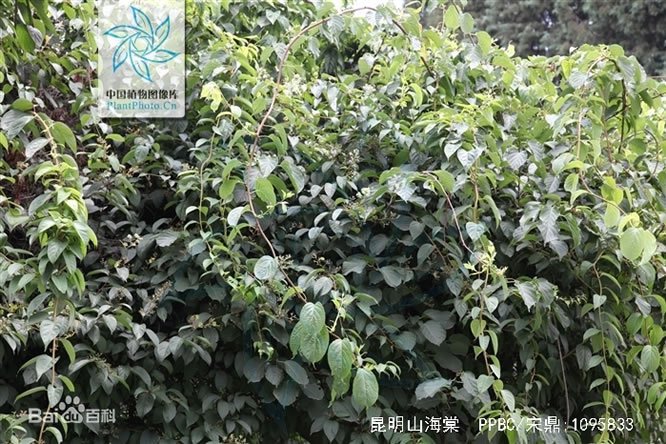 昆明山海棠 - 图片3
