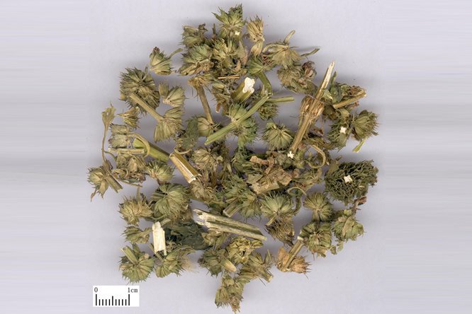 益母草 - 图片1