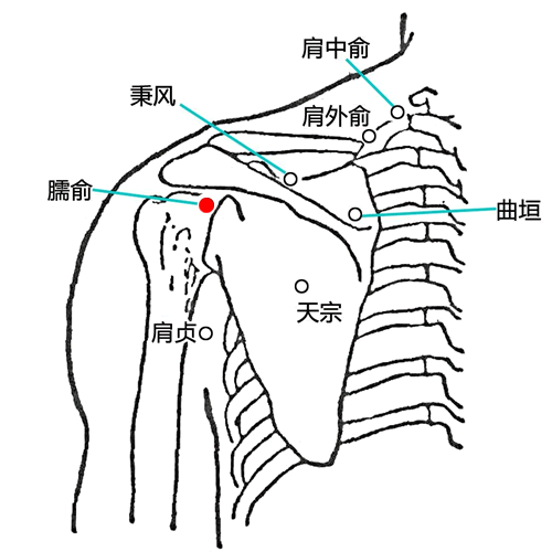 臑俞 - 图片1