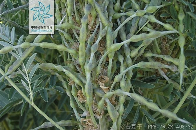 苦豆子 - 图片2