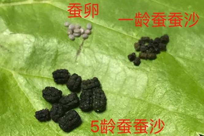 蚕沙 - 图片2