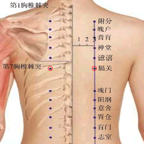 膈关 - 图片1