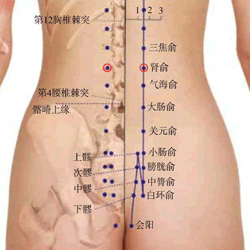 肾俞 - 图片1