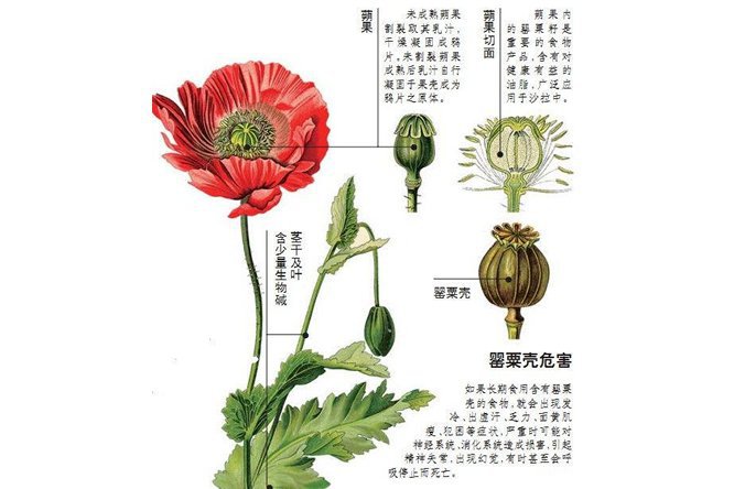 罂粟壳 - 图片3
