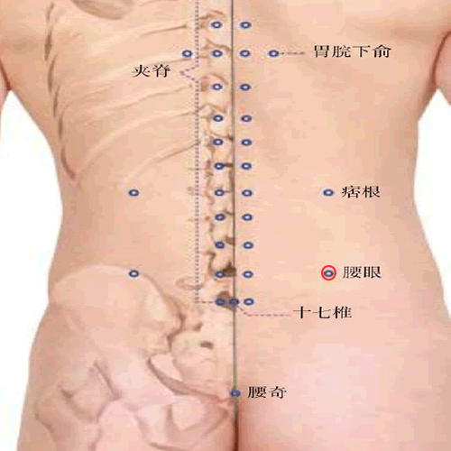 腰眼 - 图片1