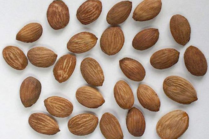 桃仁 - 图片2