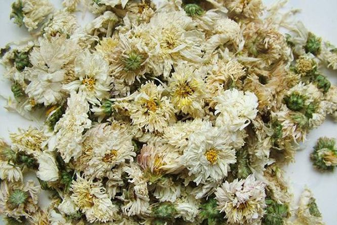 菊花 - 图片1