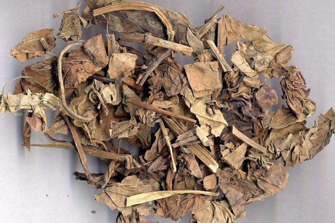 鱼腥草 - 图片1
