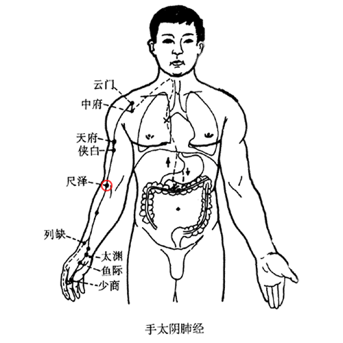 尺泽 - 图片1