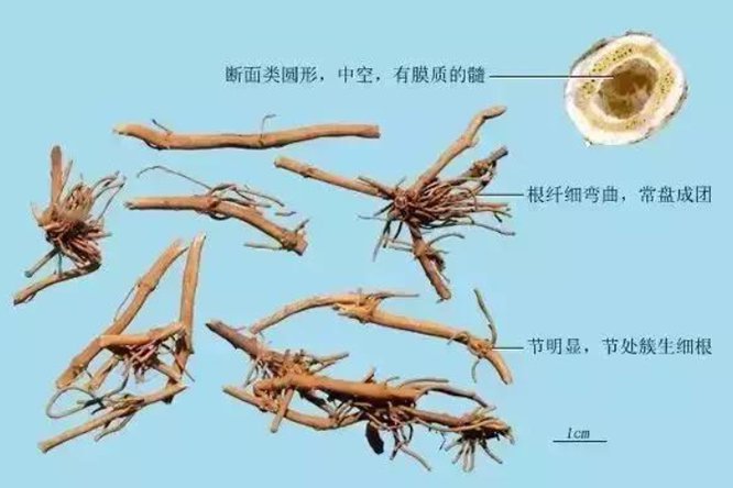 秦艽 - 图片2