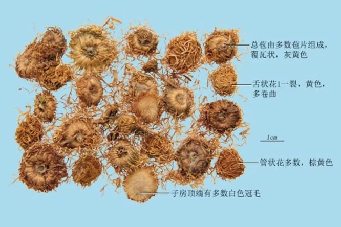 旋覆花 - 图片2