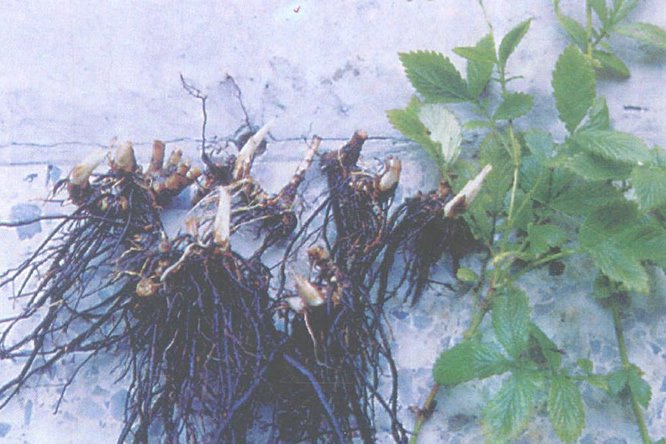 鹤草芽 - 图片2
