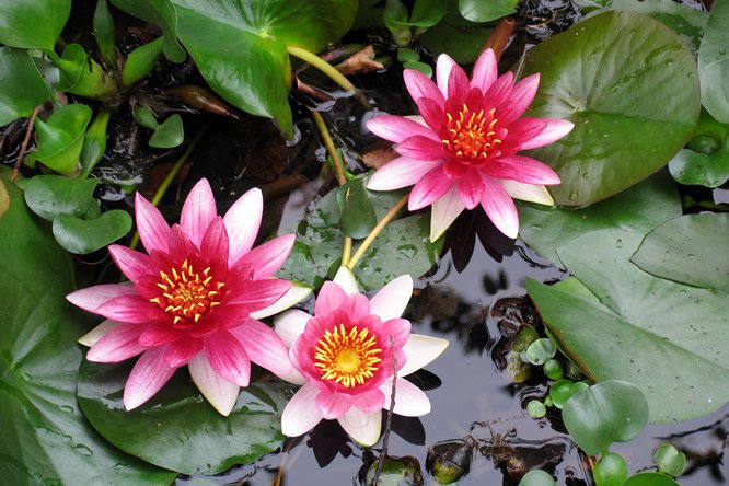 芡实 - 图片3