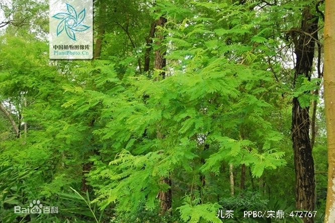 儿茶 - 图片3
