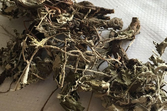 翻白草 - 图片1