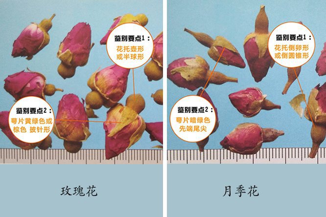 玫瑰花 - 图片3