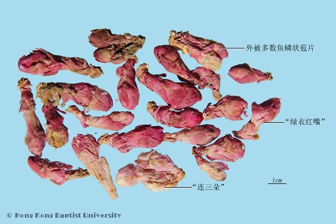 款冬花 - 图片2
