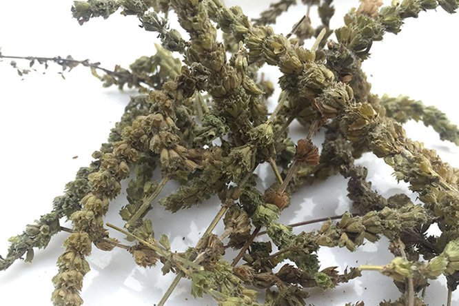 荆芥 - 图片2