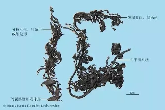 海藻 - 图片2