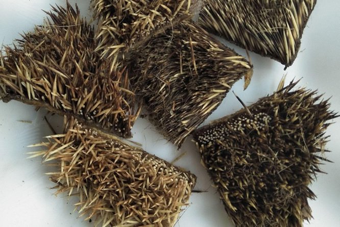 刺猬皮 - 图片1