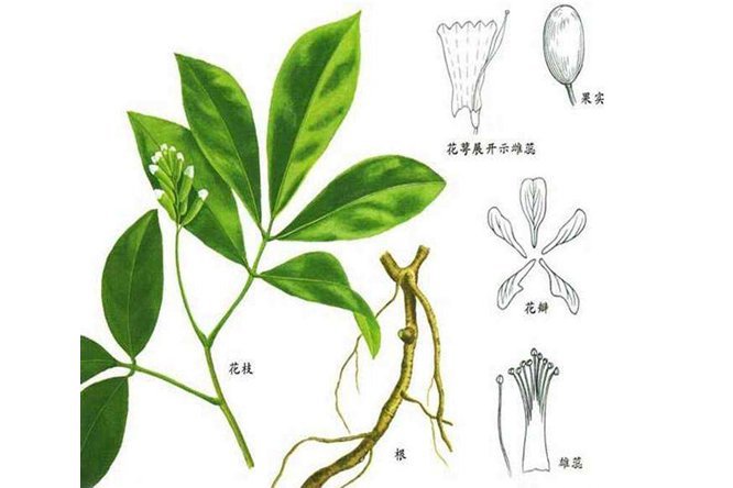 山豆根 - 图片3
