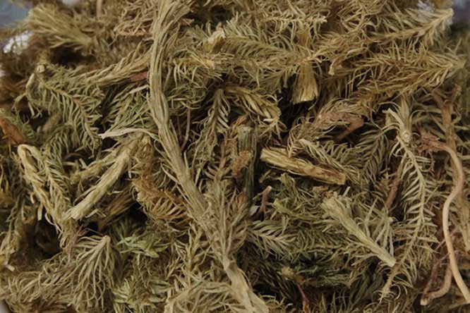 伸筋草 - 图片1