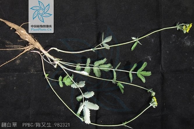 翻白草 - 图片2