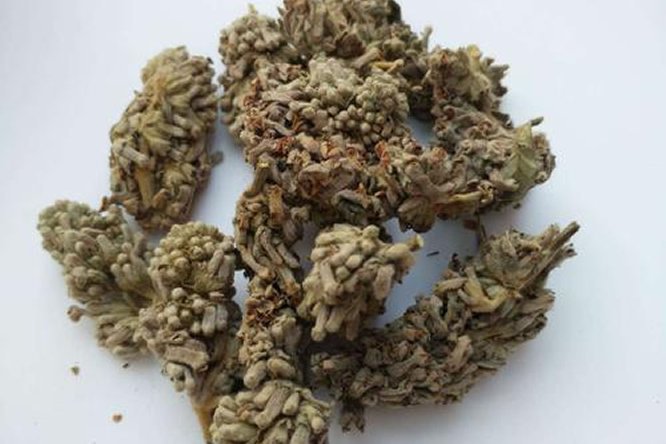 密蒙花 - 图片2