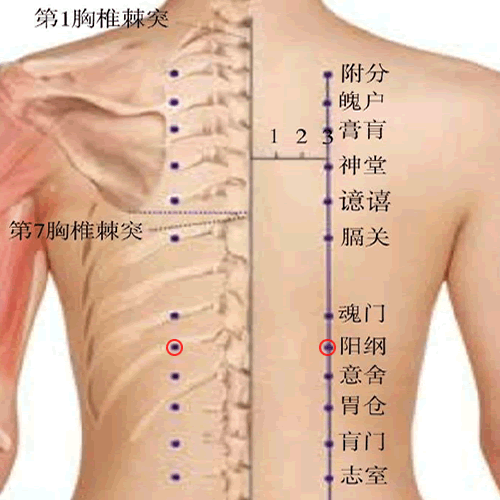 阳纲 - 图片1