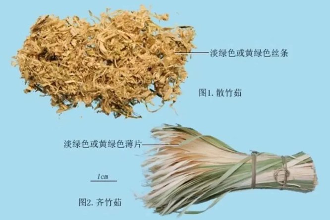 竹茹 - 图片3