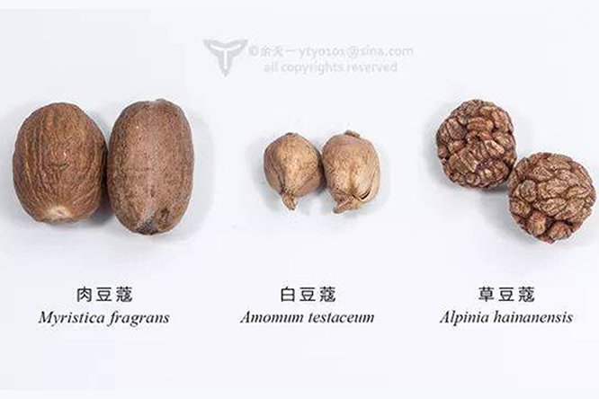 肉豆蔻 - 图片2