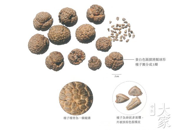 草豆蔻 - 图片2