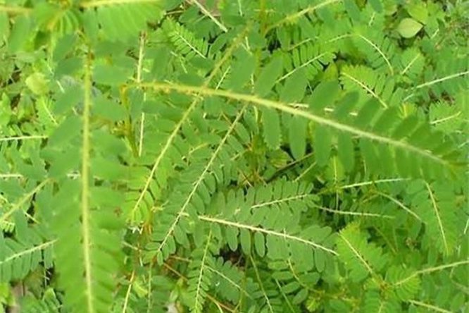 珍珠草 - 图片3