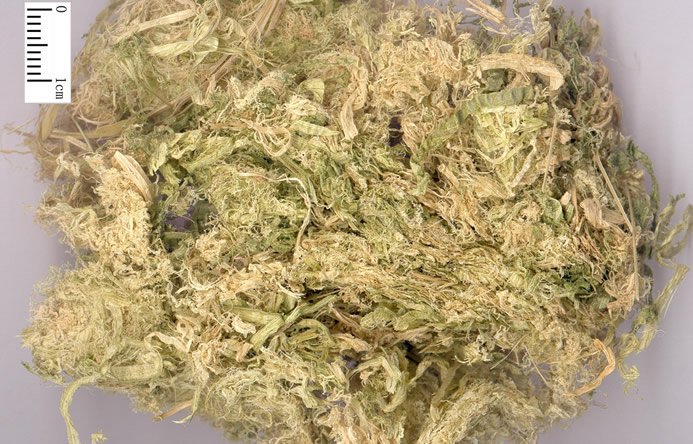 竹茹 - 图片2