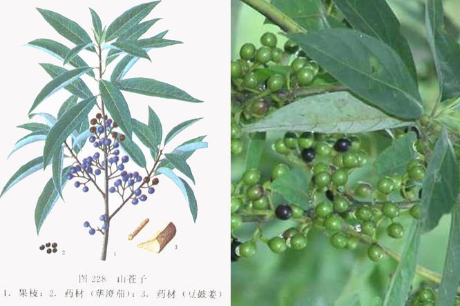 荜澄茄 - 图片2